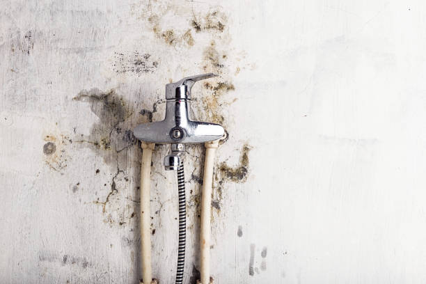 Mold Removal and Inspection in Rockwell City, IA