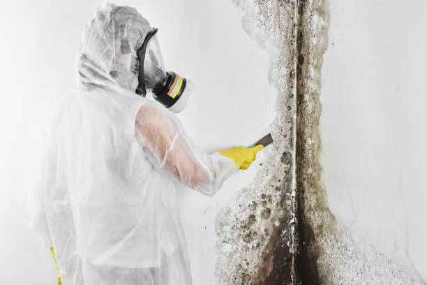 Best Toxic Mold Removal  in Rockwell City, IA