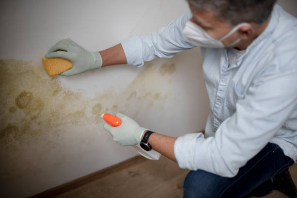 Best Certified Mold Removal  in Rockwell City, IA