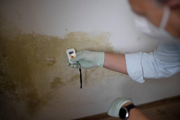 Best Water Damage Restoration  in Rockwell City, IA
