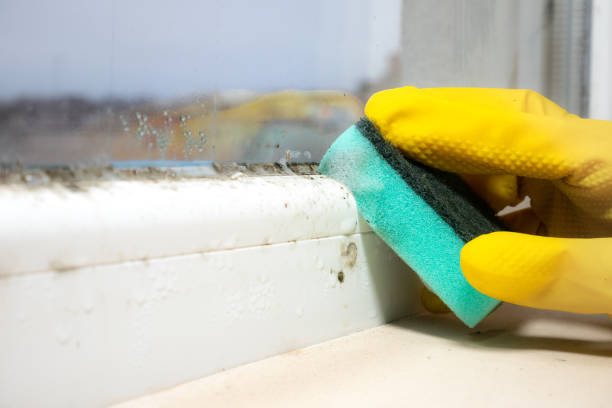 Professional Mold Removal in Rockwell City, IA