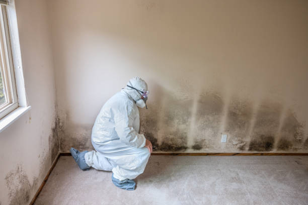 Best Crawl Space Mold Removal  in Rockwell City, IA